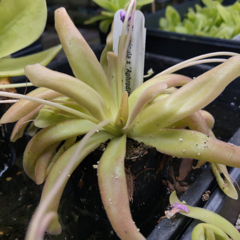 Pinguicula Aphrodite butterwort rosette with lime leaves edged pink and a tiny purple flower.