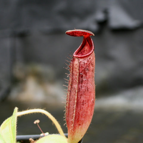 Close up of Nepenthes glandulifera x lowii pitcher with tall red tube and bright red peristome.