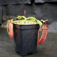 Nepenthes (spectabilis x lowii) x hamata, CAR-0076