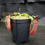 Nepenthes (spectabilis x lowii) x hamata, CAR-0076