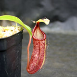 Nepenthes (spectabilis x lowii) x hamata, CAR-0076