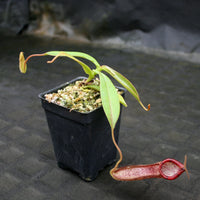 Nepenthes (spectabilis x lowii) x hamata, CAR-0076