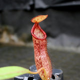 Nepenthes (spectabilis x lowii) x hamata, CAR-0076