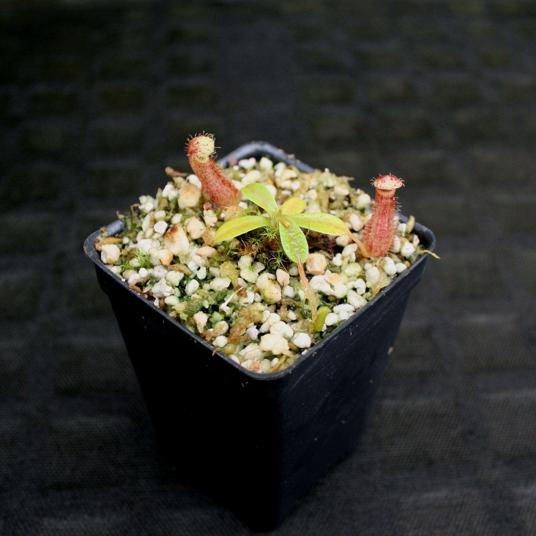 Nepenthes (spectabilis x lowii) x hamata, CAR-0076 – Carnivero