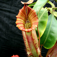 Nepenthes veitchii "Big Mama" x Redonkulas, CAR-0152
