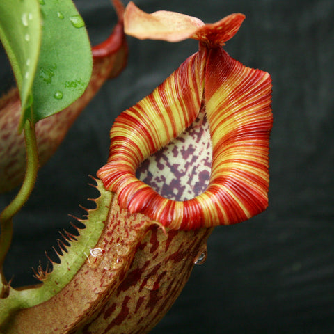 Nepenthes veitchii Big Mama x Redonkulas pitcher with red and yellow striped peristome