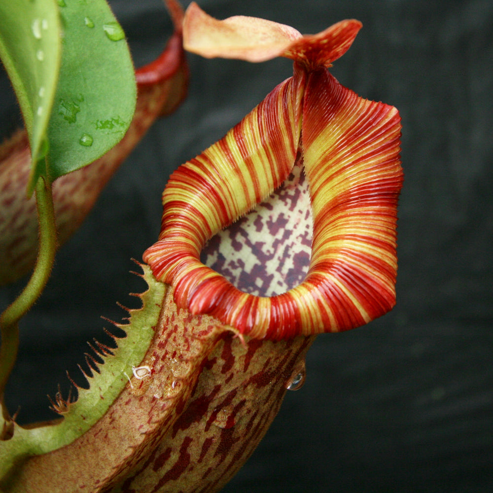 Nepenthes veitchii 