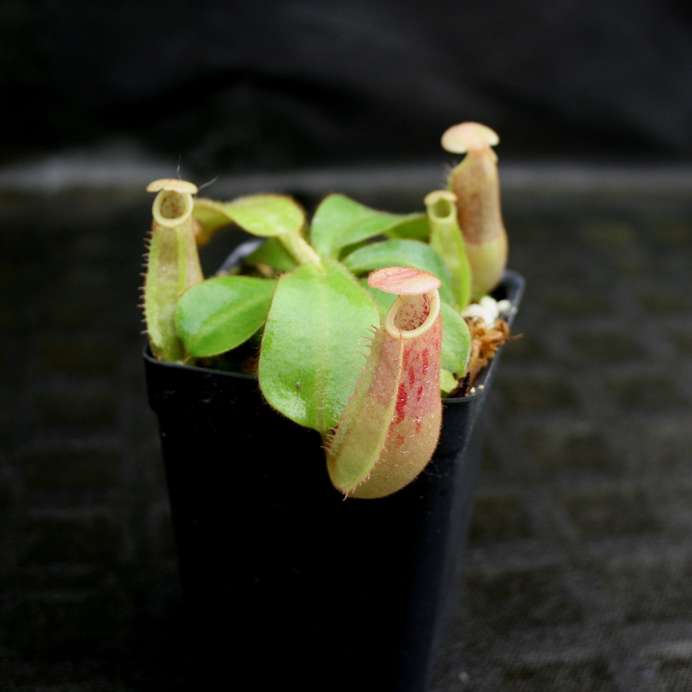 Nepenthes veitchii (Akazukin x Bareo striped) – Carnivero