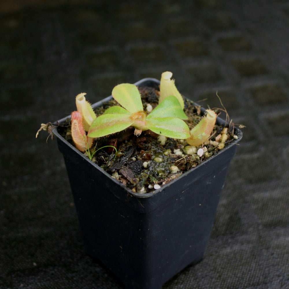 
                      
                        Nepenthes veitchii (Akazukin x Bareo striped)
                      
                    