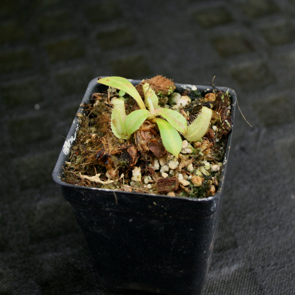 
                      
                        Nepenthes veitchii (Akazukin x Bareo striped)
                      
                    