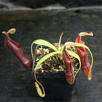 Nepenthes singalana Belirang, BE-3170
