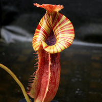 Nepenthes (veitchii x platychila) x Redonkulas, CAR-0165