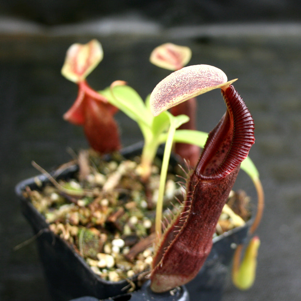 
                      
                        Nepenthes singalana Belirang, BE-3170, pitcher plant, carnivorous plant, collectors plant, large pitchers, rare plants
                      
                    