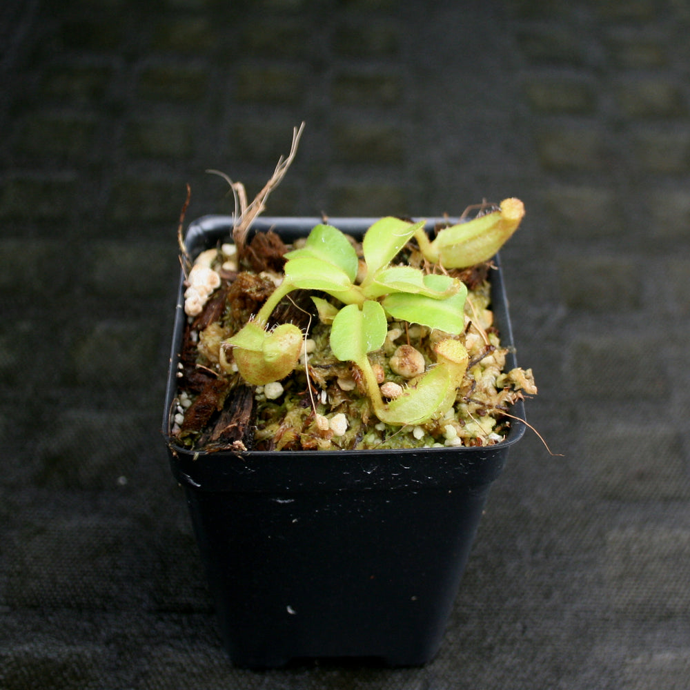 
                      
                        Nepenthes truncata Pasian Red
                      
                    