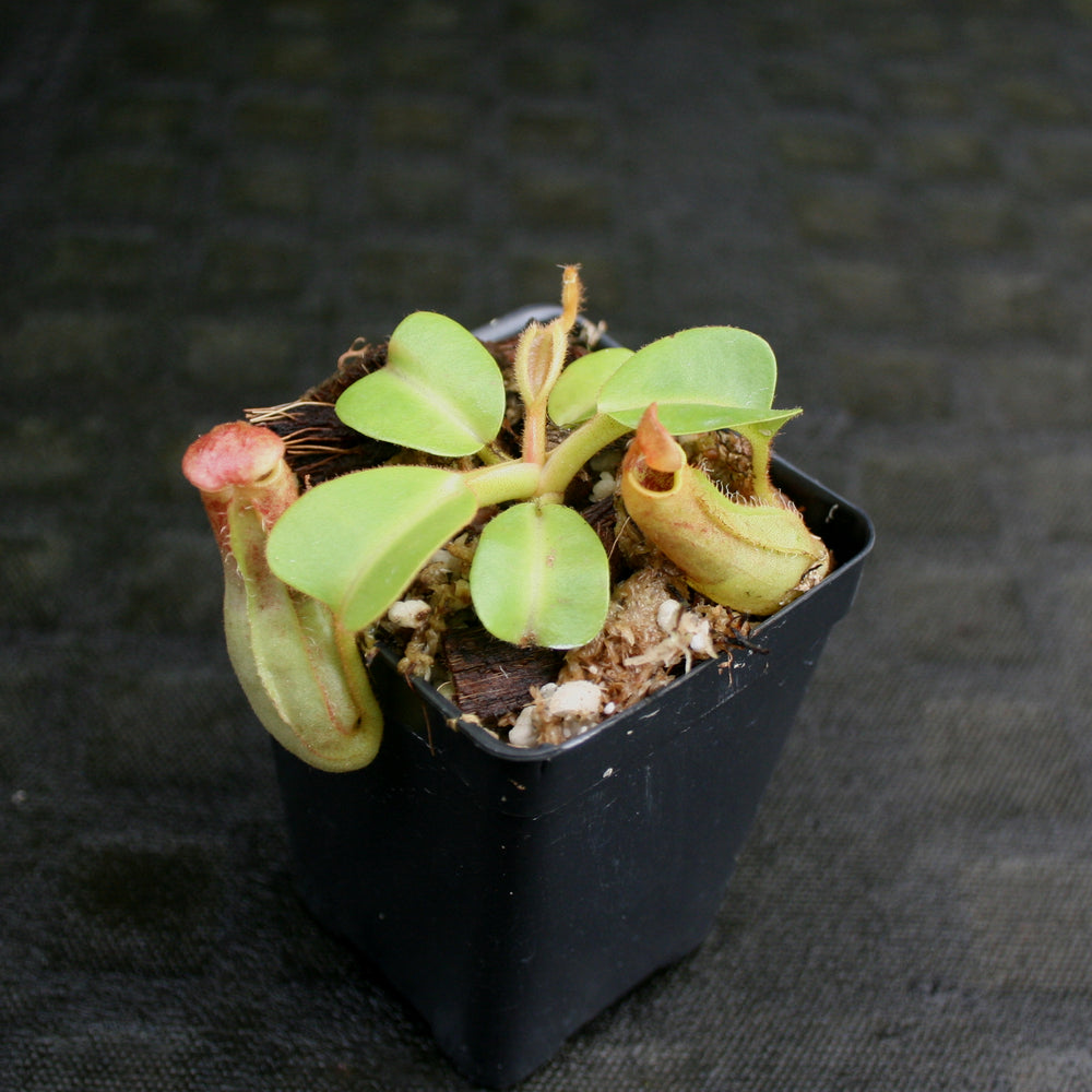 
                      
                        Nepenthes truncata Pasian Red
                      
                    