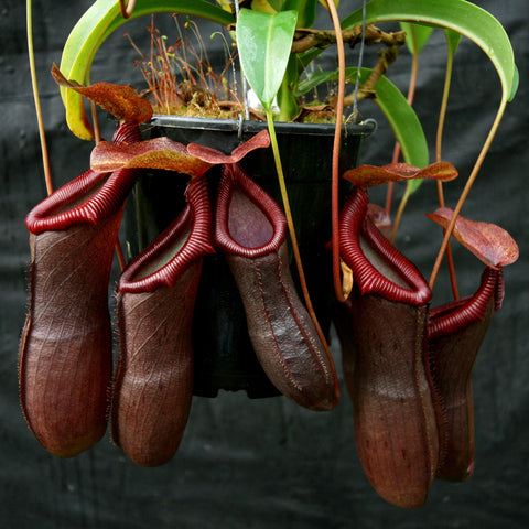 Nepenthes Bill Bailey with several large brown tubular pitchers hanging from a pot