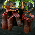 Nepenthes Bill Bailey large dark red pitcher, Pitcher plant, carnivorous plant, collectors plant, large pitchers, rare nepenthes, terrarium plant, easy to grow nepenthes, beginner nepenthes, beginner pitcher plants.