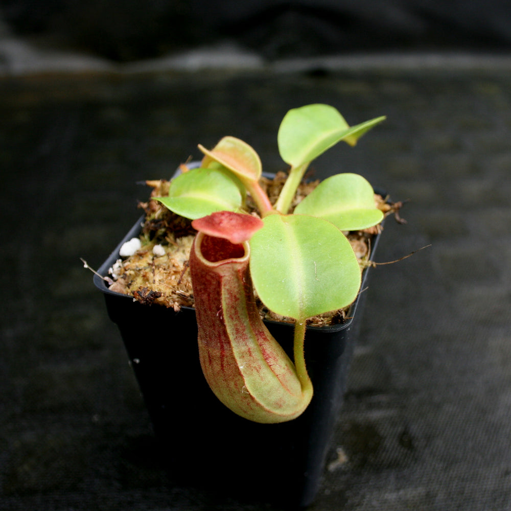 
                      
                        Nepenthes truncata Pasian Red
                      
                    