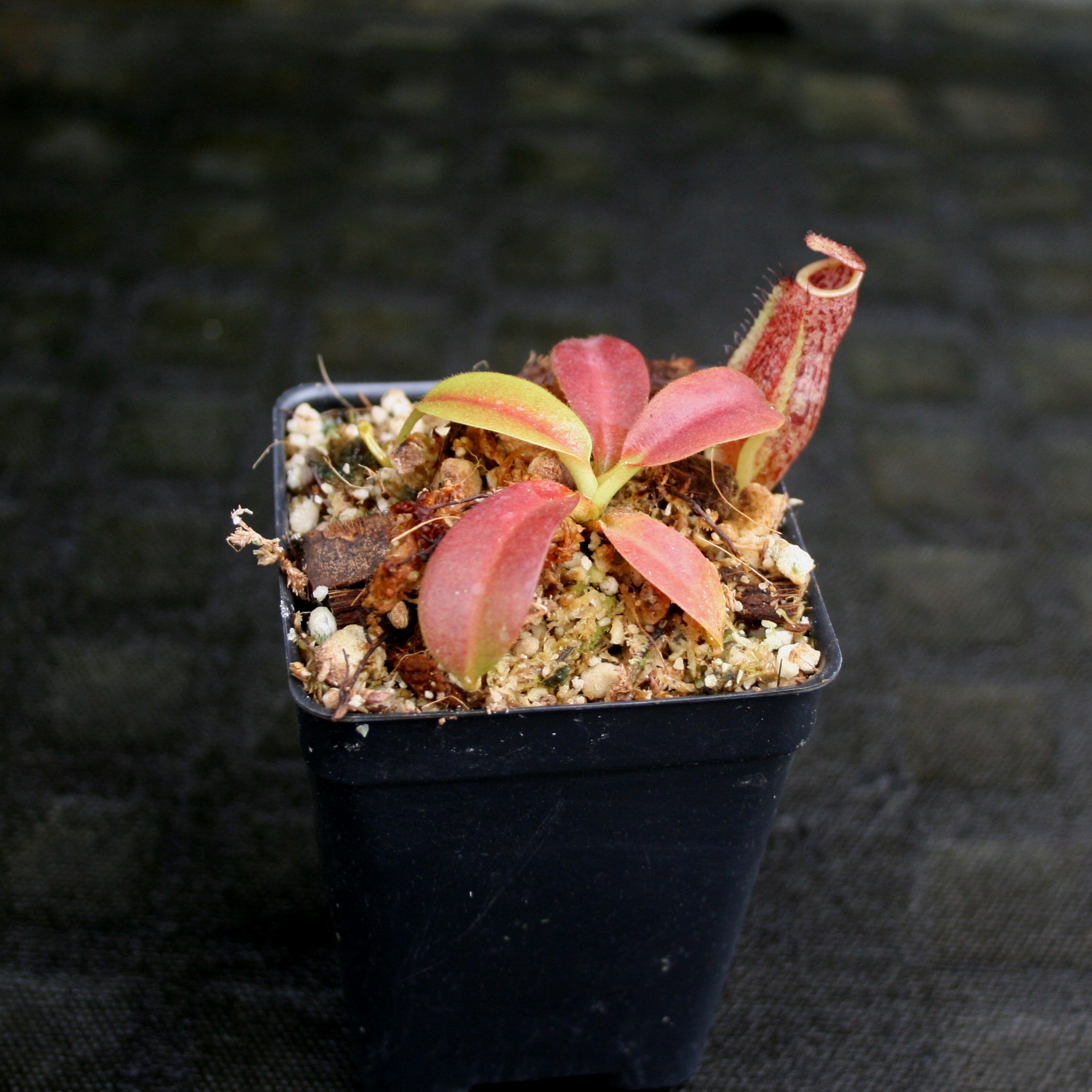 Nepenthes maxima, BE-3067 – Carnivero