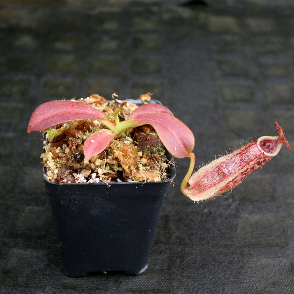 
                      
                        Nepenthes maxima, BE-3067
                      
                    