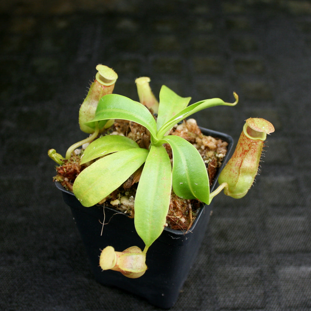 
                      
                        Nepenthes burkei
                      
                    