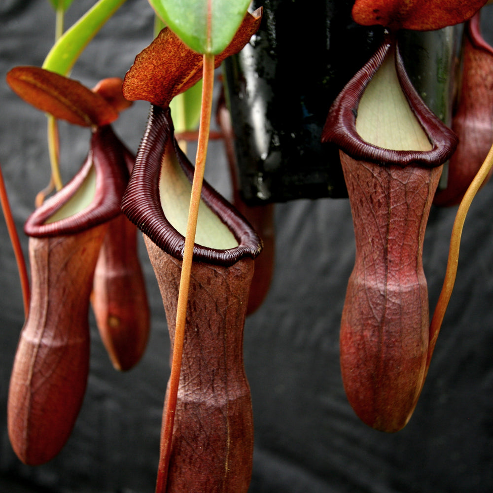 
                      
                        Nepenthes ventricosa x (izumiae x remispina), CAR-0139, pitcher plant, carnivorous plant, collectors plant, large pitchers, rare plants 
                      
                    