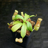 Nepenthes burkei