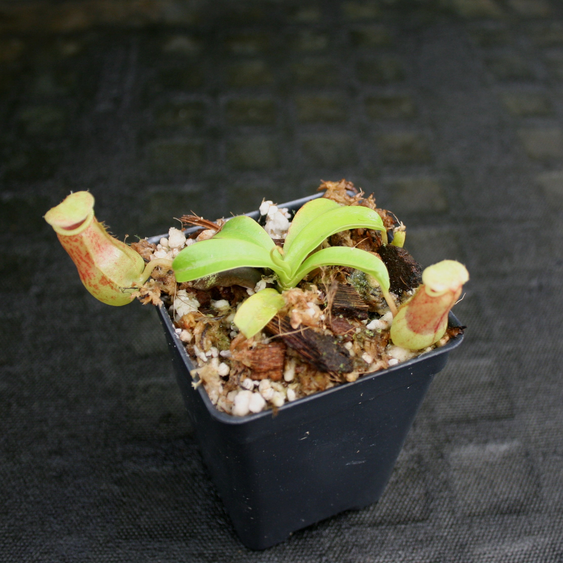 Nepenthes burkei – Carnivero