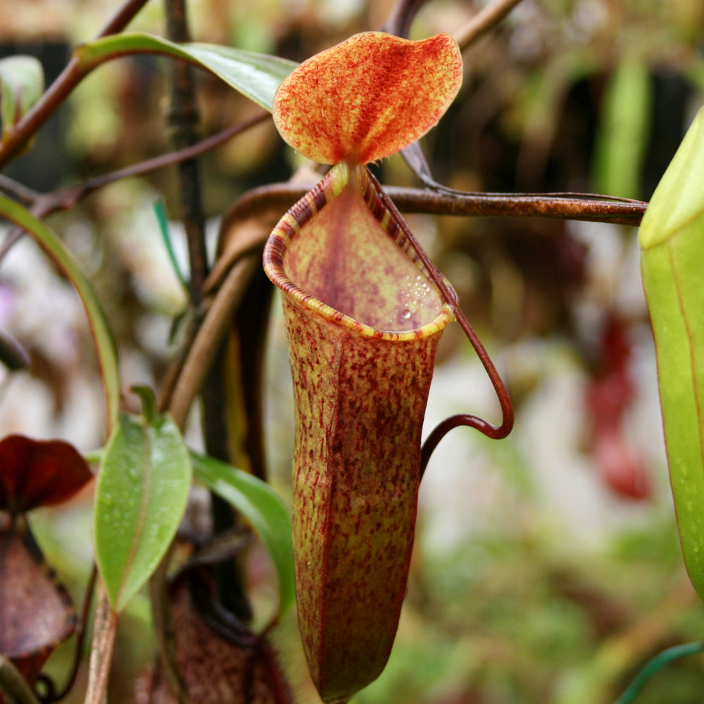
                      
                        Nepenthes muluensis x lowii, BE-3128
                      
                    
