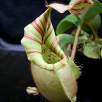  Nepenthes veitchii Bareo, BE-3734 large squat striped peristome pitcher, Pitcher plant, carnivorous plant, collectors plant, large pitchers, rare nepenthes, terrarium plant, easy to grow nepenthes, beginner nepenthes, beginner pitcher plants, nepenthes, veitchii.  