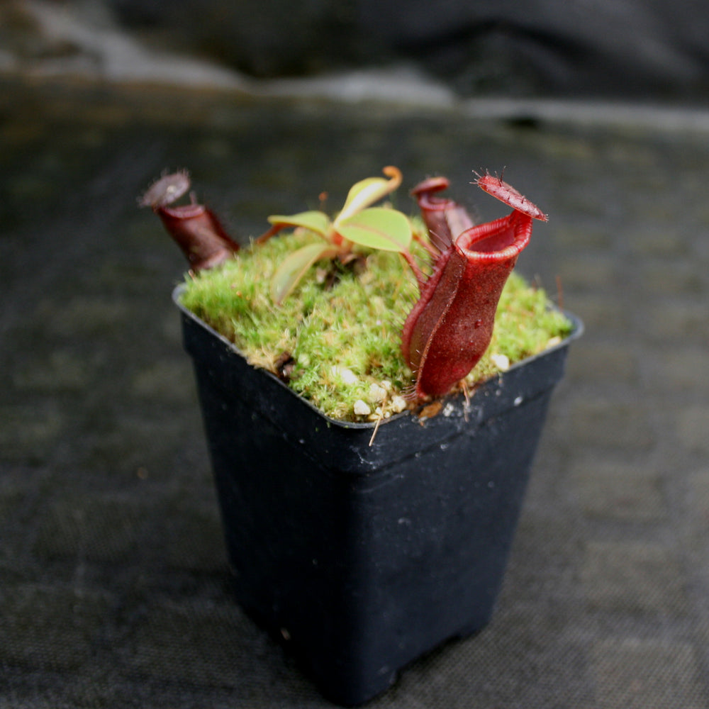 
                      
                        Nepenthes muluensis x lowii, BE-3128
                      
                    