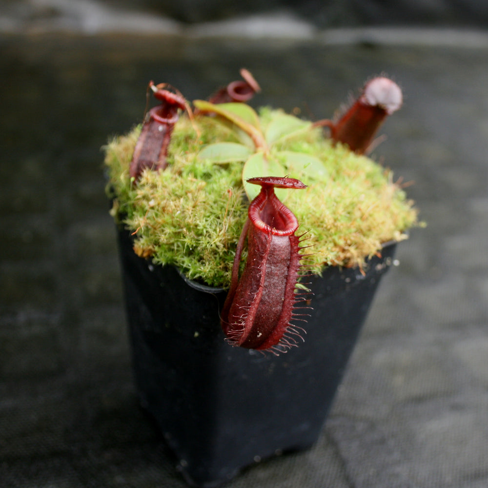 
                      
                        Nepenthes muluensis x lowii, BE-3128
                      
                    