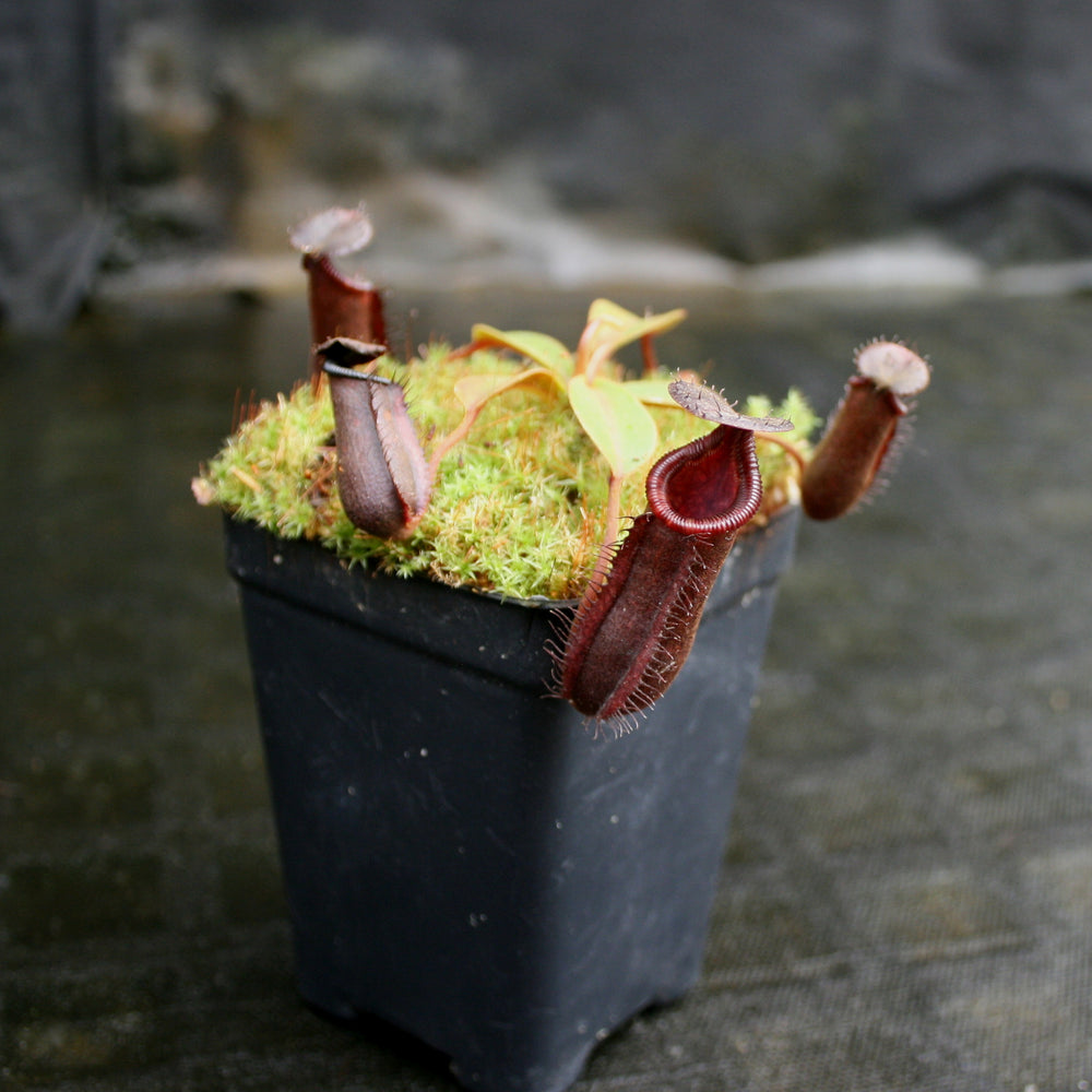 
                      
                        Nepenthes muluensis x lowii, BE-3128
                      
                    