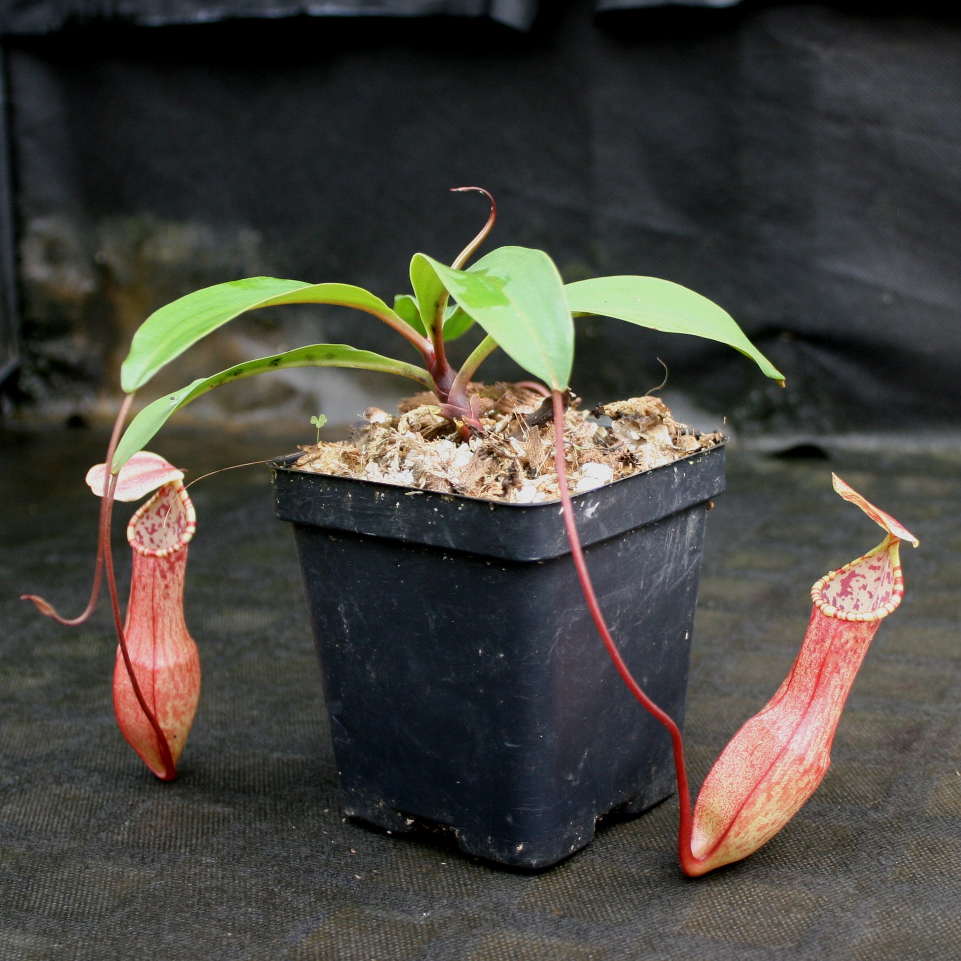 Nepenthes eustachya, CAR-0696 – Carnivero
