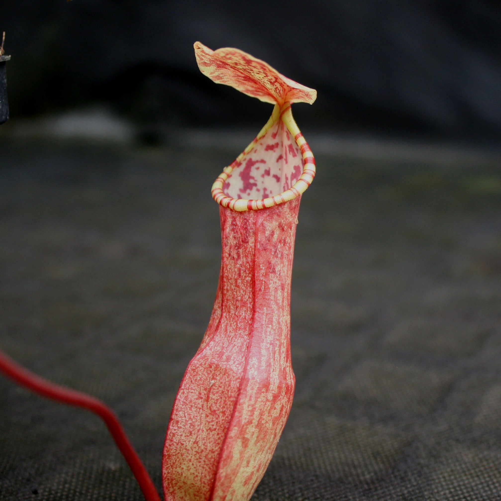 Nepenthes eustachya, CAR-0696 – Carnivero