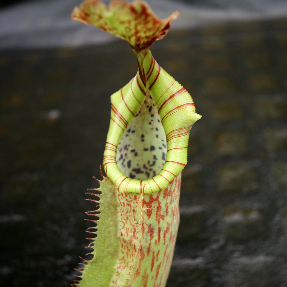 
                      
                        Nepenthes veitchii "Big Mama" x maxima, CAR-0192
                      
                    