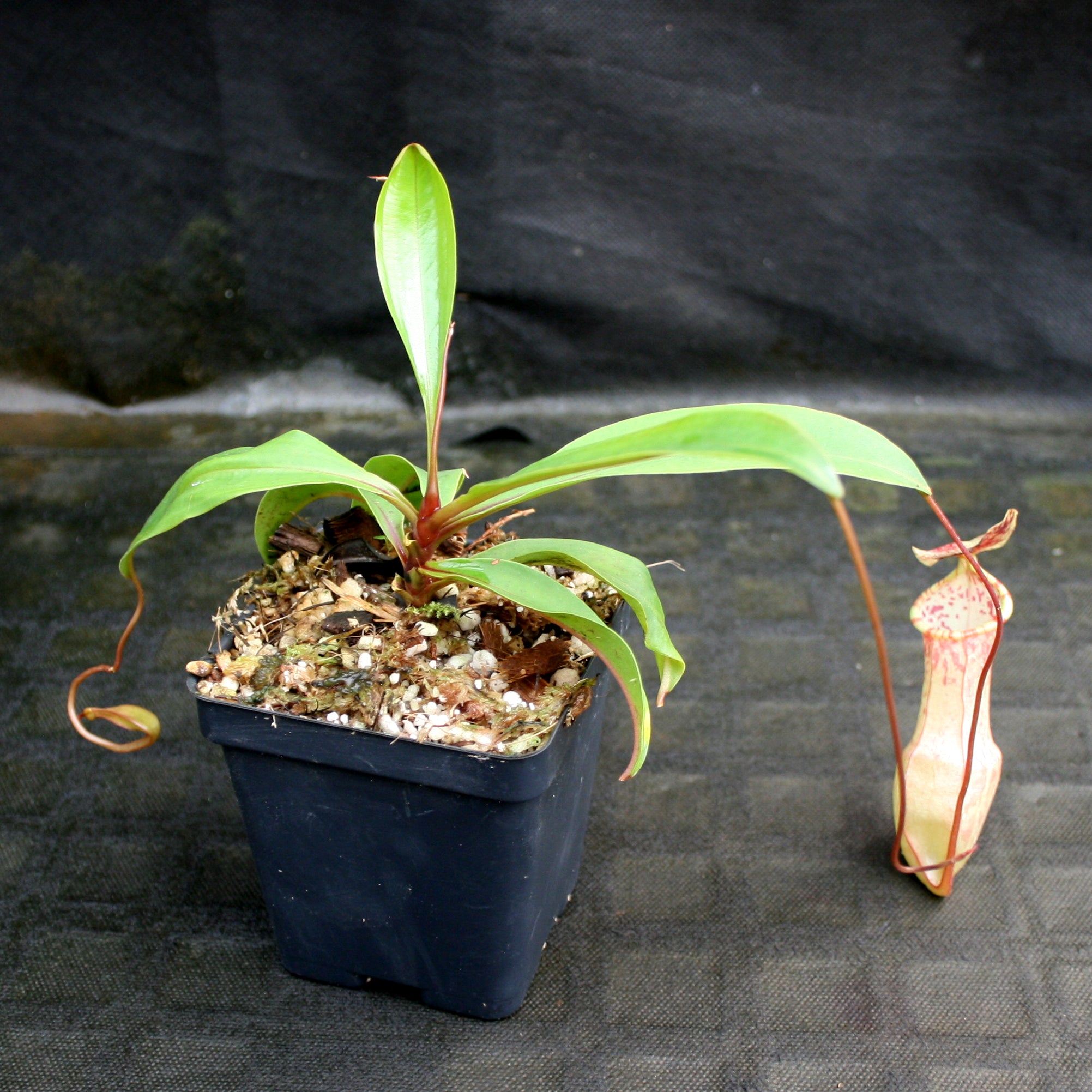 Nepenthes eustachya, CAR-0696 – Carnivero