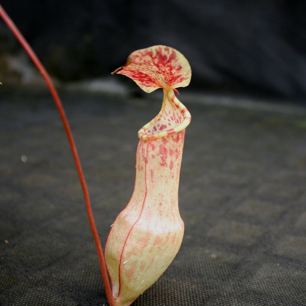 
                      
                        Nepenthes eustachya (K. Sembilan, Sumatra)
                      
                    