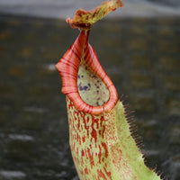 Nepenthes veitchii "Big Mama" x maxima, CAR-0192