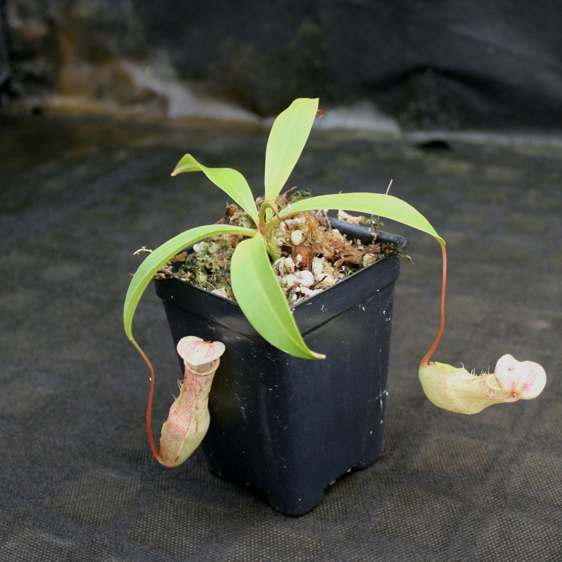 Nepenthes eustachya, CAR-0696 – Carnivero