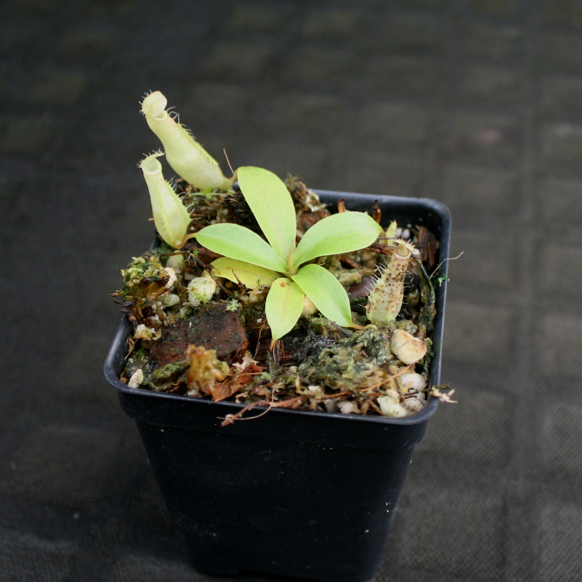 Nepenthes eustachya, CAR-0696 – Carnivero