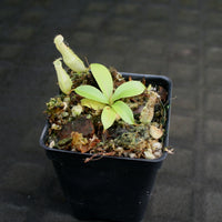 Nepenthes eustachya (K. Sembilan, Sumatra)