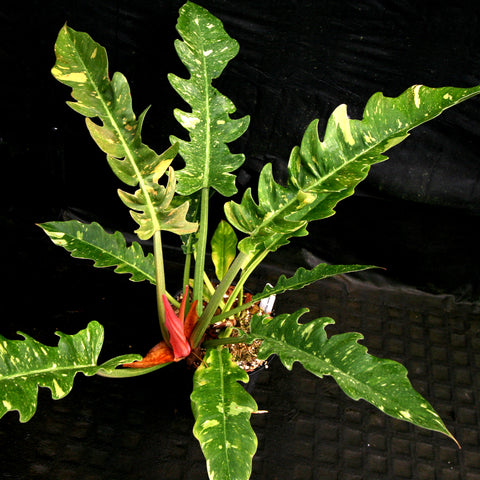 Philodendron Ring Of Fire with green leaves mottled yellow and a burning orange new leaf against a black background