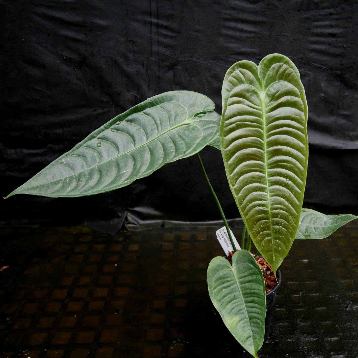 anthurium veitchii black Anthurium veitchii, King Anthurium – Carnivero