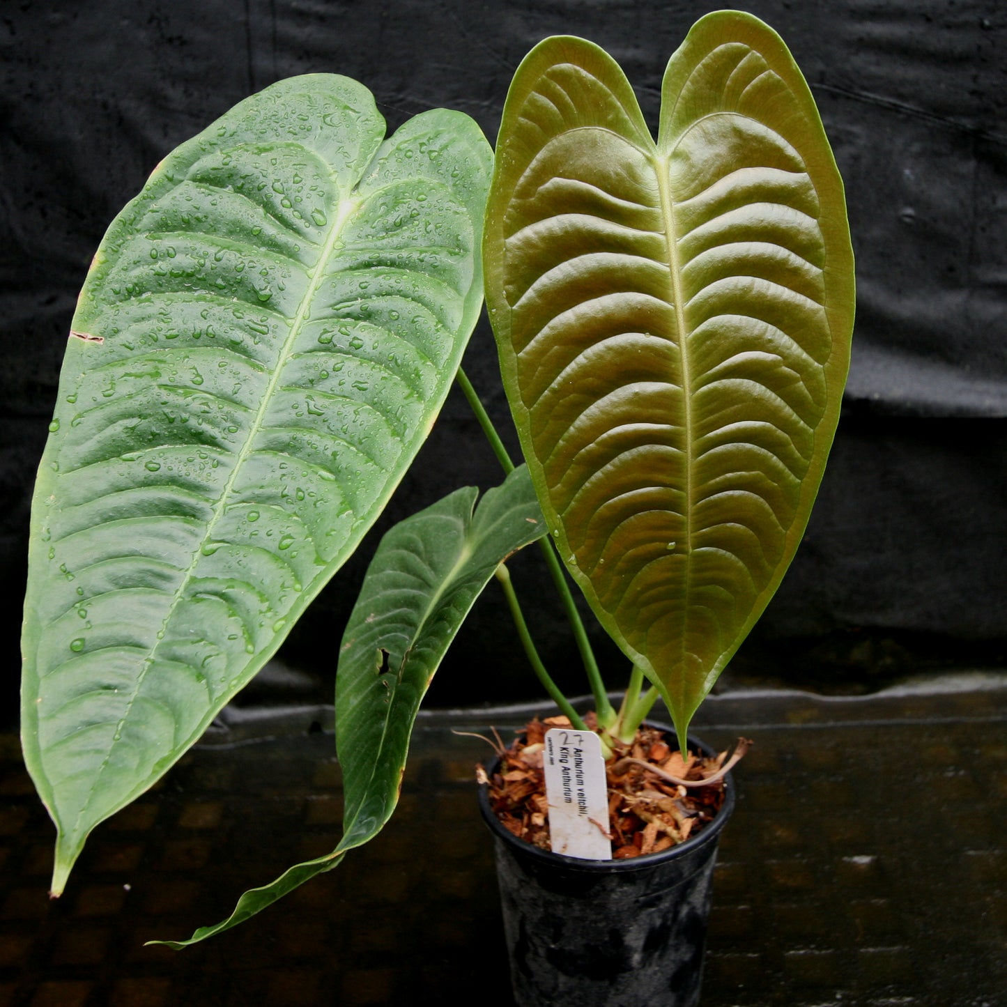anthurium veitchii buy Anthurium veitchii, King Anthurium – Carnivero