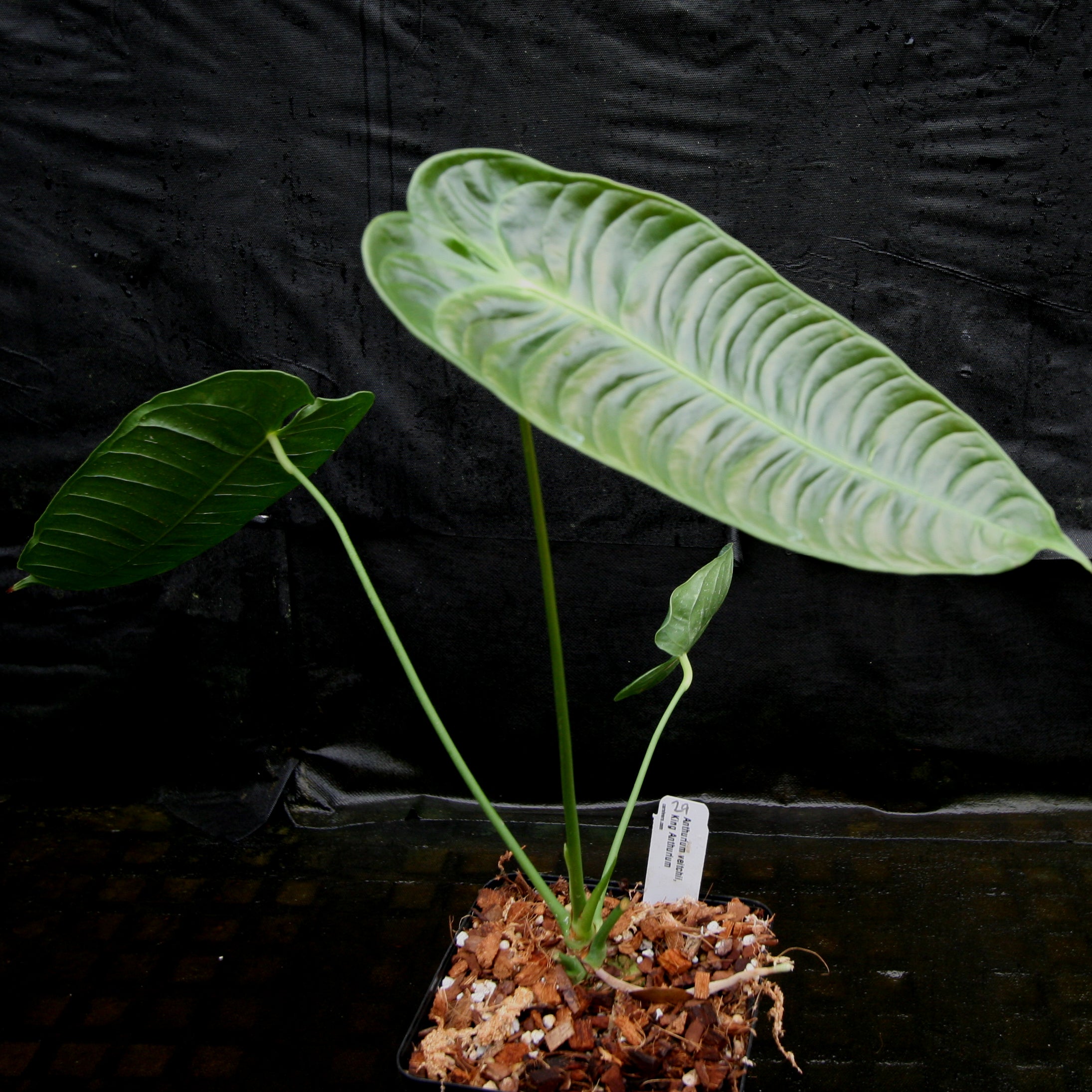 Anthurium veitchii, King Anthurium – Carnivero