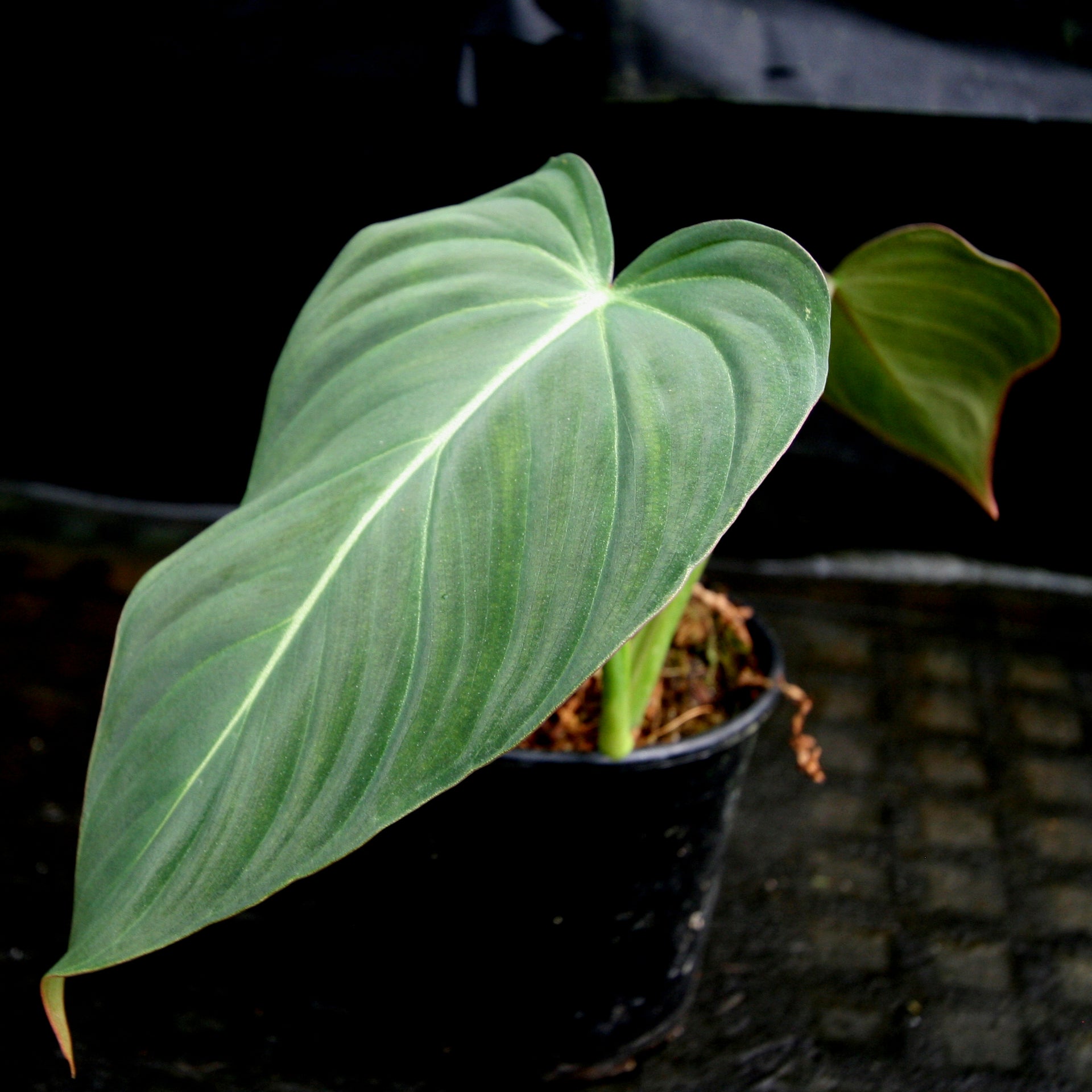 philodendron melano x verru Philodendron Glorious (gloriosum x melanochrysum) – Carnivero