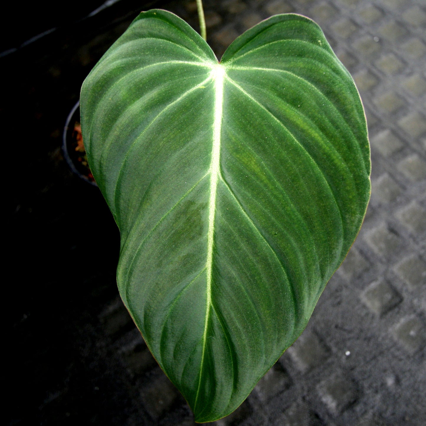 philodendron mxv Philodendron Glorious (gloriosum x melanochrysum) – Carnivero