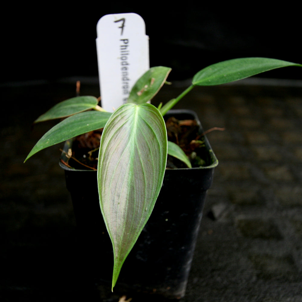 
                      
                        Philodendron esmeraldense
                      
                    