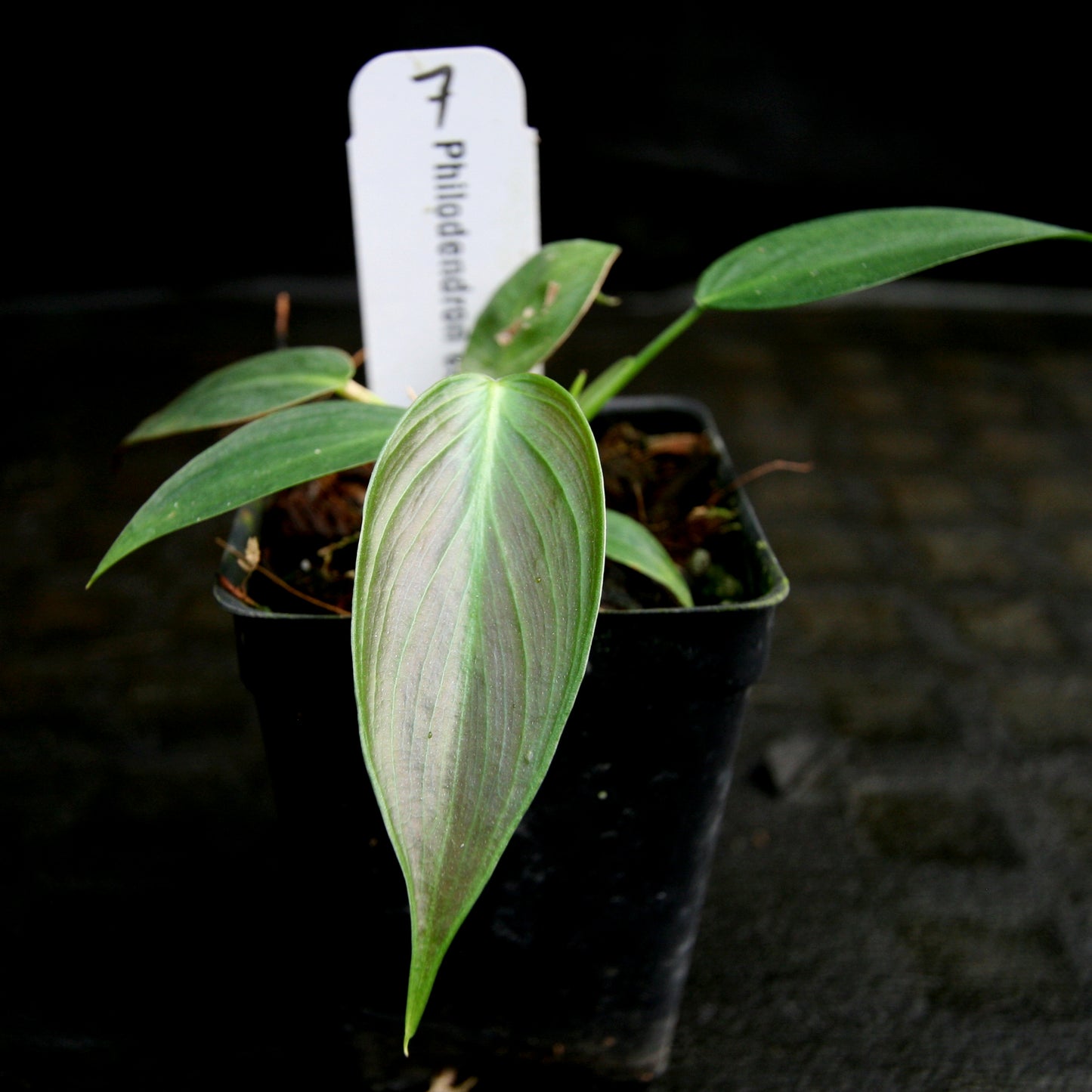 philodendron esmeraldense care Philodendron esmeraldense – Carnivero
